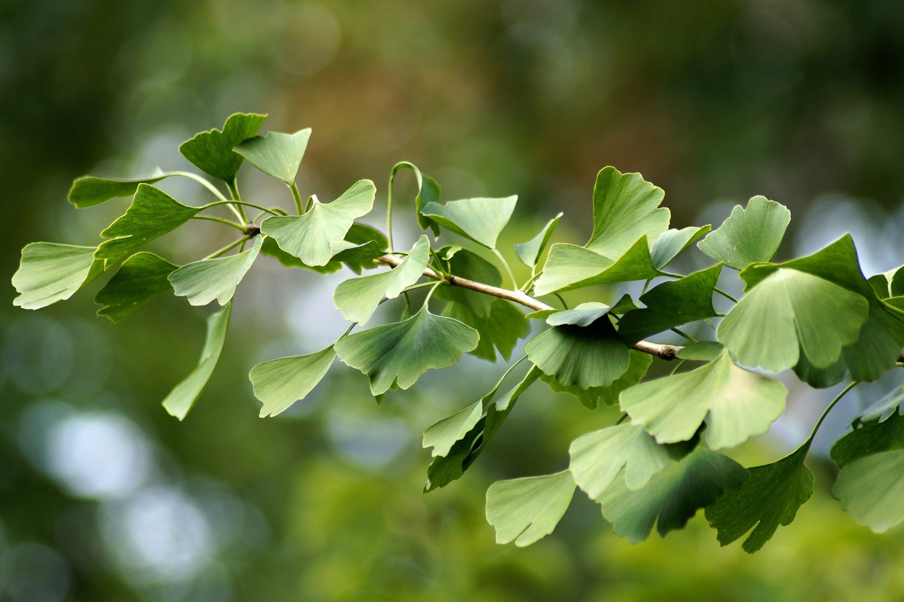 Biljni čaj Ginkgo biloba - Wolfberry